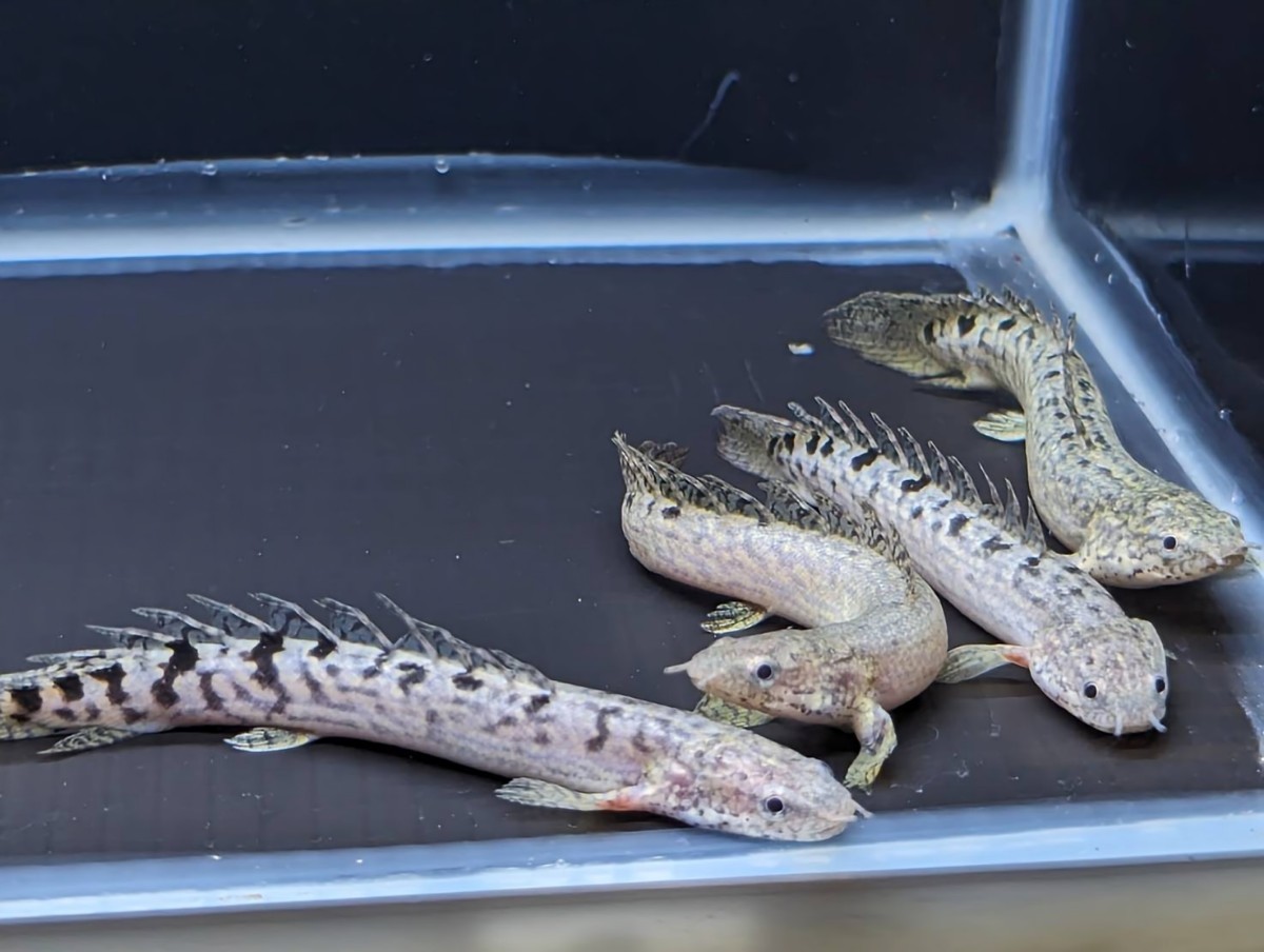 ☆2匹セット☆ ポリプテルス デルヘッジ 約8〜10cm デルヘジィ よく  