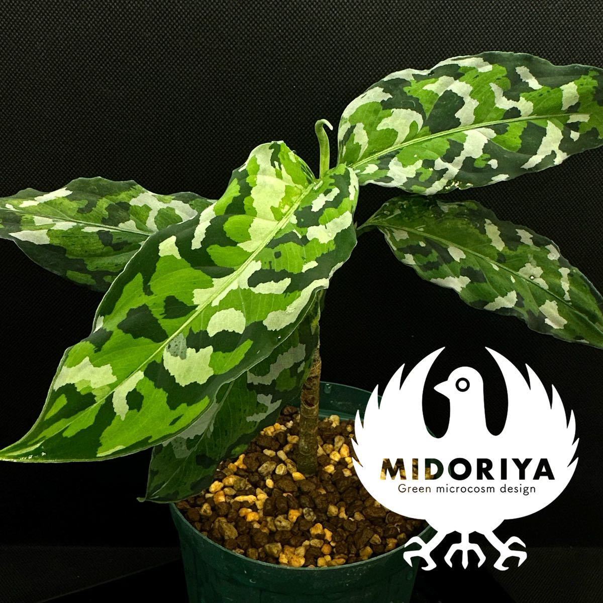 ◇アグラオネマ・アンダマン ◇Aglaonema pictum tricolor