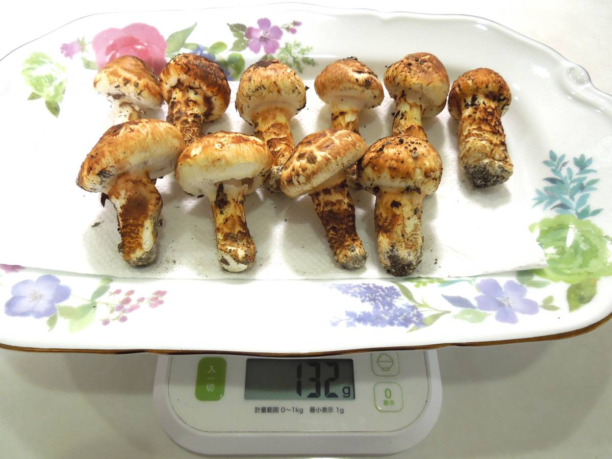 極上 太 珍しい形 まつたけ 松茸 国産 岡山県産 マツタケ 10/19採取 