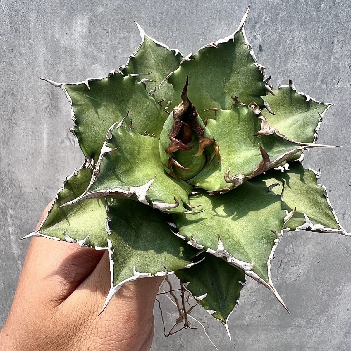 A4 アガベチタノタ 魔獣です 激レア高級品種 極上株 