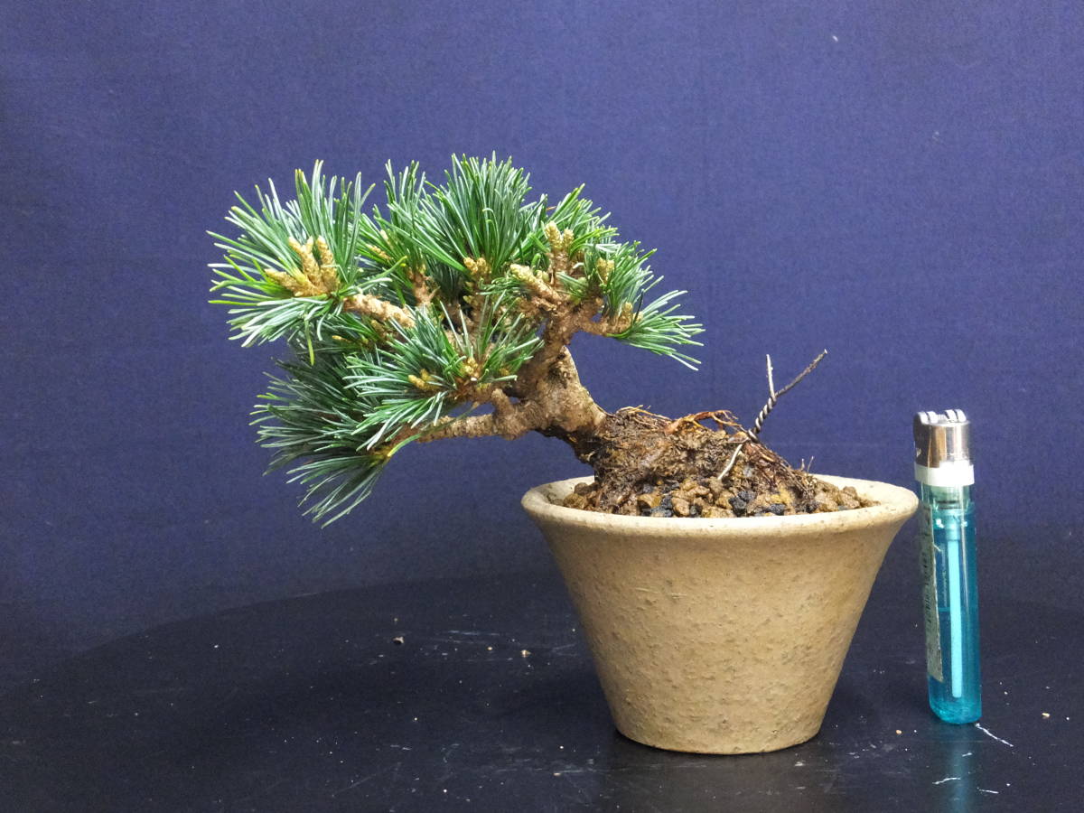 伊豆盆栽＞根上がり仕立て”五葉松明星”小品盆栽用素材“＞古木樹高9cm