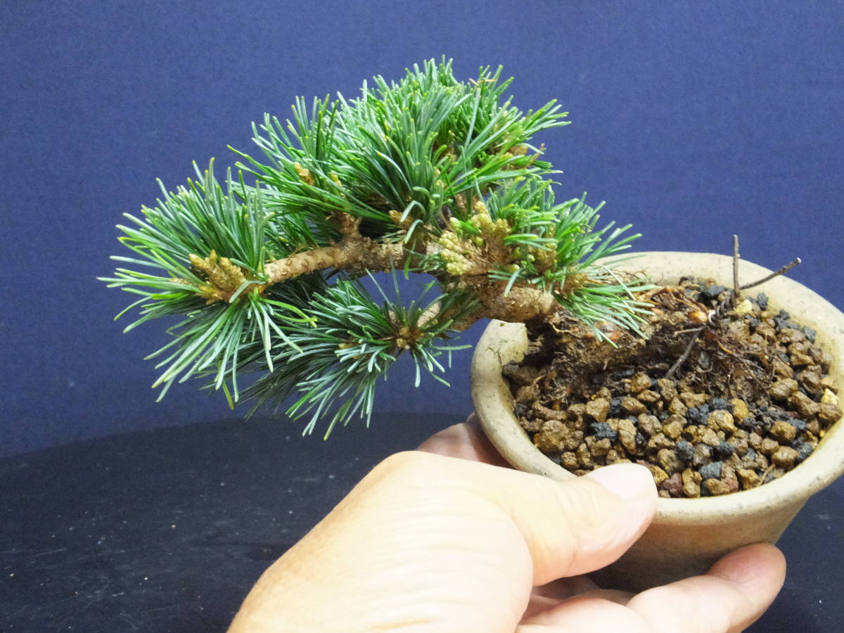 伊豆盆栽＞根上がり仕立て”五葉松明星”小品盆栽用素材“＞古木樹高9cm
