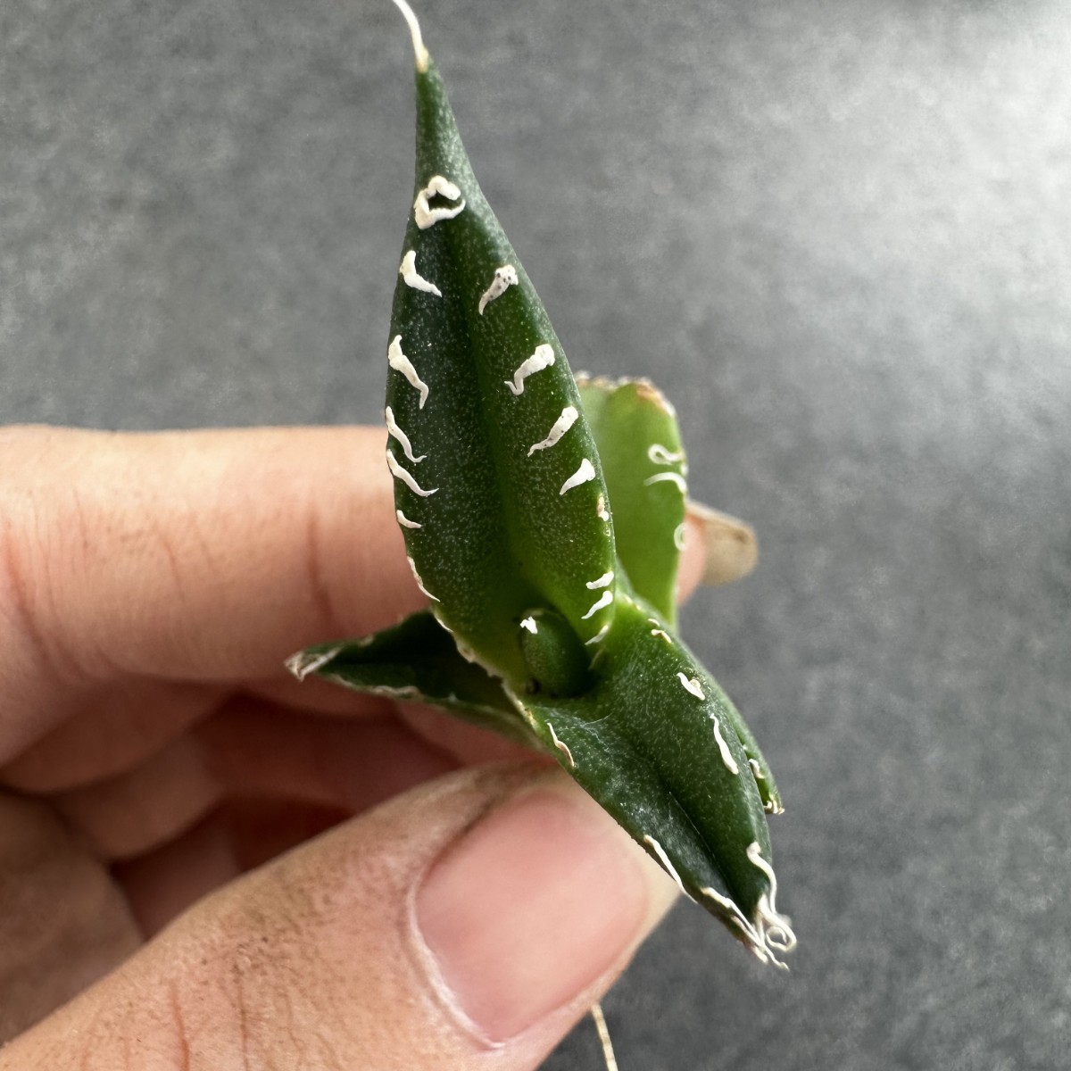 Q23 【パンダ園芸】アガベ　チタノタ南アフリカダイヤモンド　SAD メリクロン株 発根済み