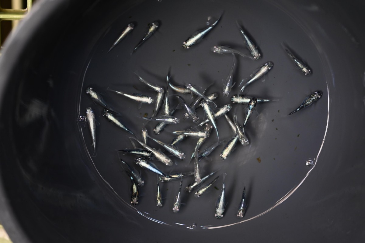 ★★★縄文めだか★★★★黒百式系統 50匹　6月生まれ 　画像の個体全部 判別無し