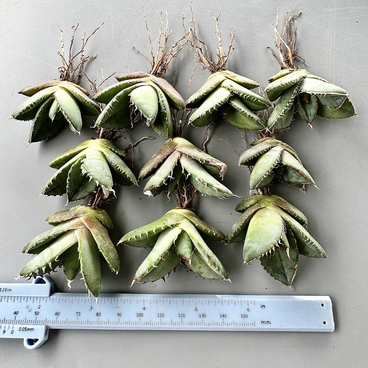 Yahoo!オークション - 特選 オアハカ アガベ チタノタ オテロイ 2022