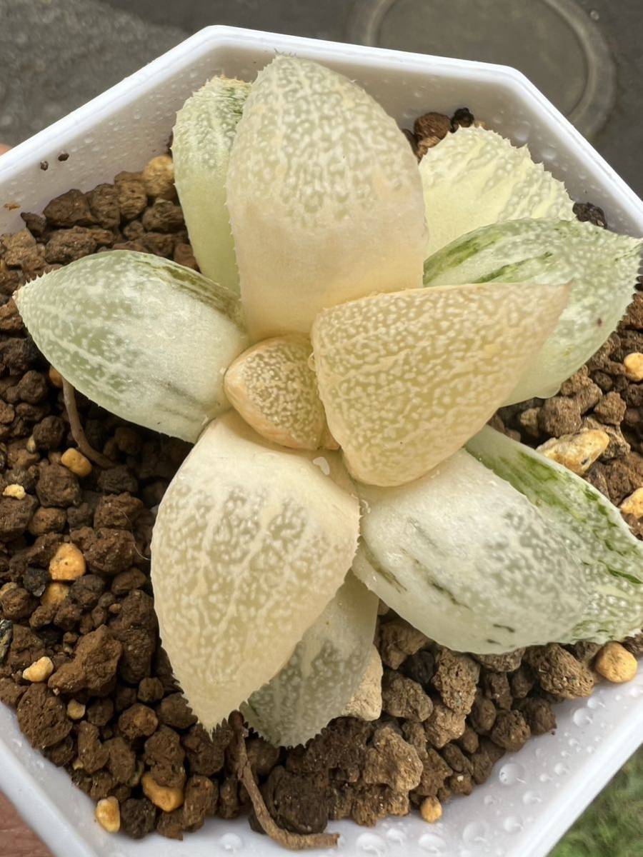 多肉植物 ハオルチア 白帝城錦 多肉植物 ハオルシア ハオルチア 多肉植物 ハオルチア 白帝城錦 多肉植物 ハオルシア ハオルチア
