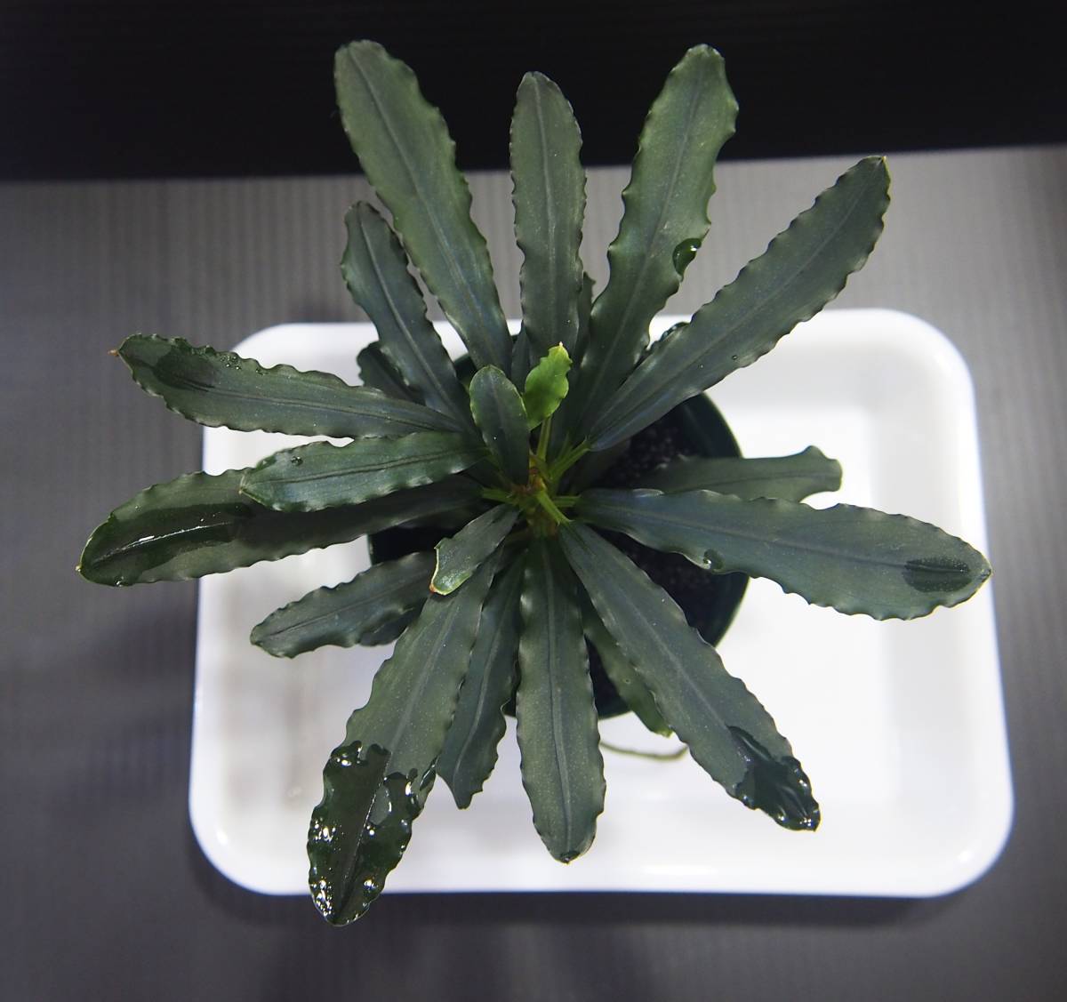 2株ブセファランドラsp. ブラウニーゴースト2011-2012ナカモト