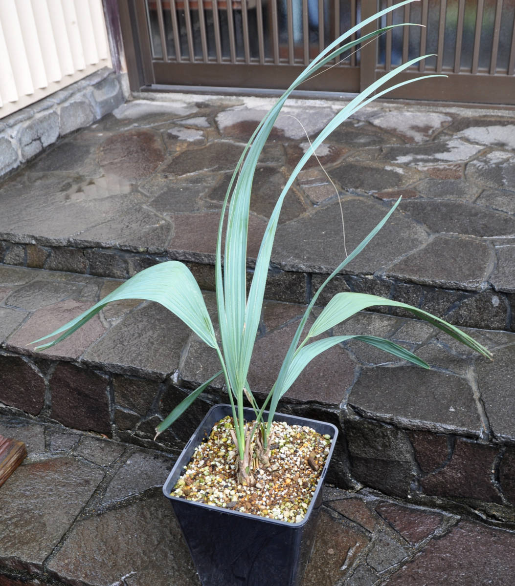 訳あり ソノラパルメット Sabal uresana サバル ウレサナ 2本植え 耐寒 