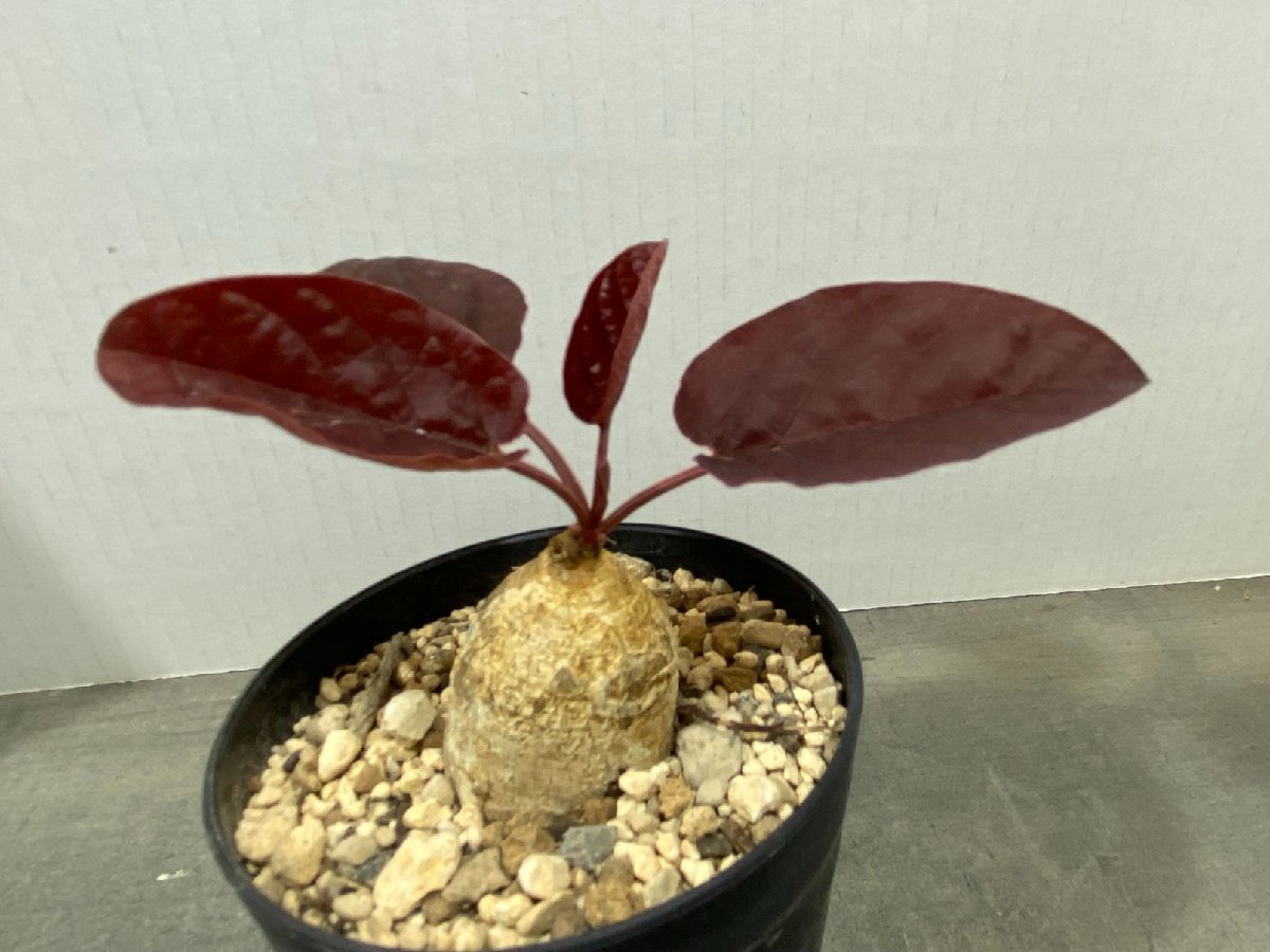 ム4738 「多肉植物」ユーフォルビア ラバティ レッドリーフ 植え【発芽・未発根・Euphorbia labatii f. 'RedLeaf'・マダガスカル】