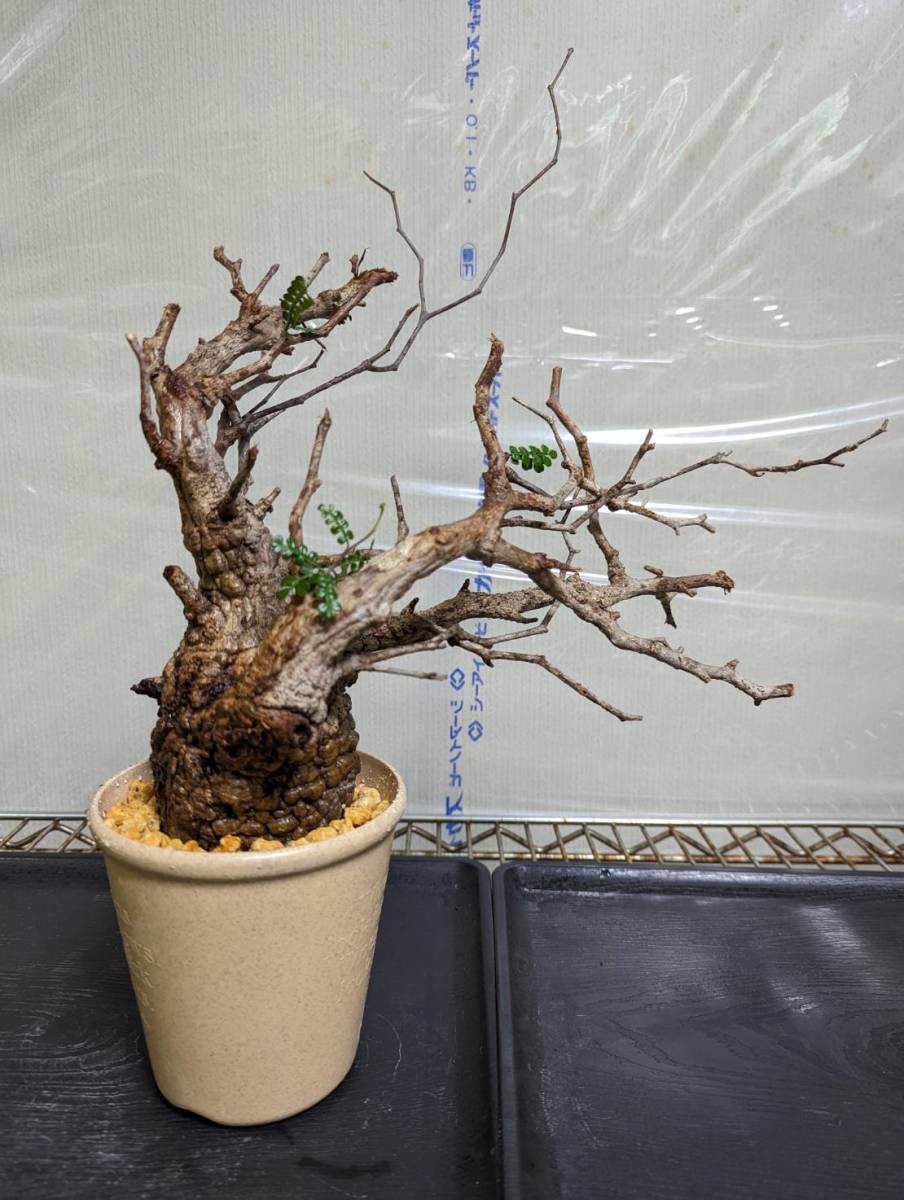 発根管理株】オペルクリカリアパキプス コーデックス 塊根植物f オペルクリ