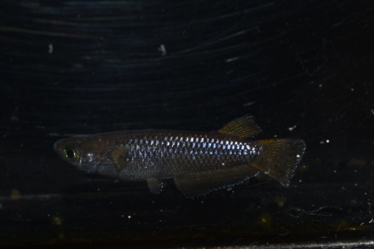 【雅めだか】ブラックマンバ　若魚オス2メス1　　現物出品　A1ミッドナイトフリル漆黒×令和ブラックダイヤキッシング　ライトニング様直系