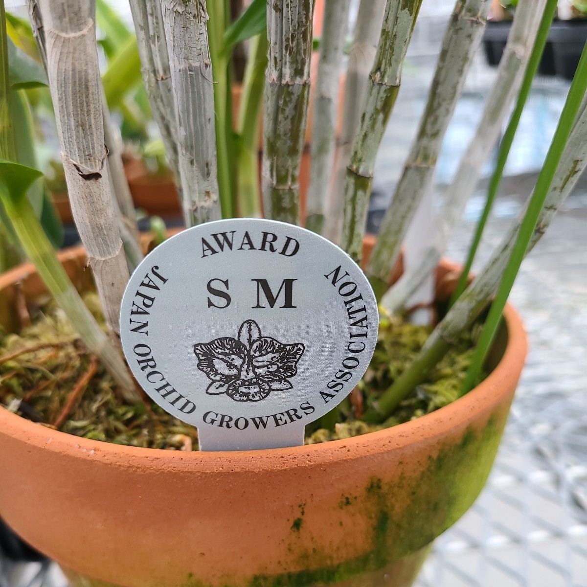 secundum 洋蘭 Dendrobium 原種 Den. ″Ishigaki″ SM⁄JOGA株公式WEB