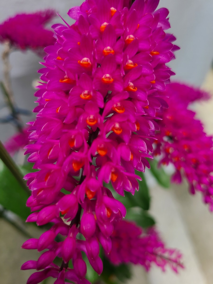 secundum 洋蘭 Dendrobium 原種 Den. ″Ishigaki″ SM⁄JOGA株公式WEB