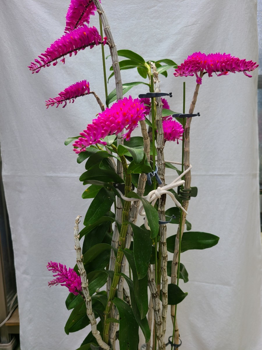 secundum 洋蘭 Dendrobium 原種 Den. ″Ishigaki″ SM⁄JOGA株公式WEB