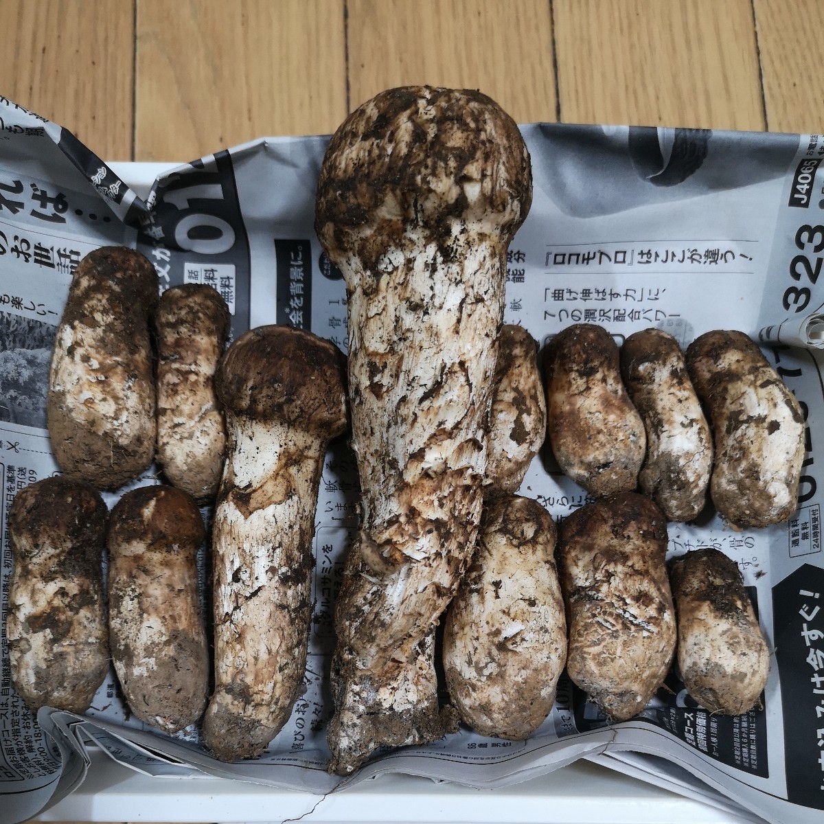 岩手県産松茸 300g 収穫 検品済み 虫喰い無し