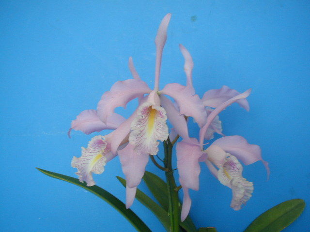 洋蘭 原種 カトレア C. maxima fma concolor　ツボミ付