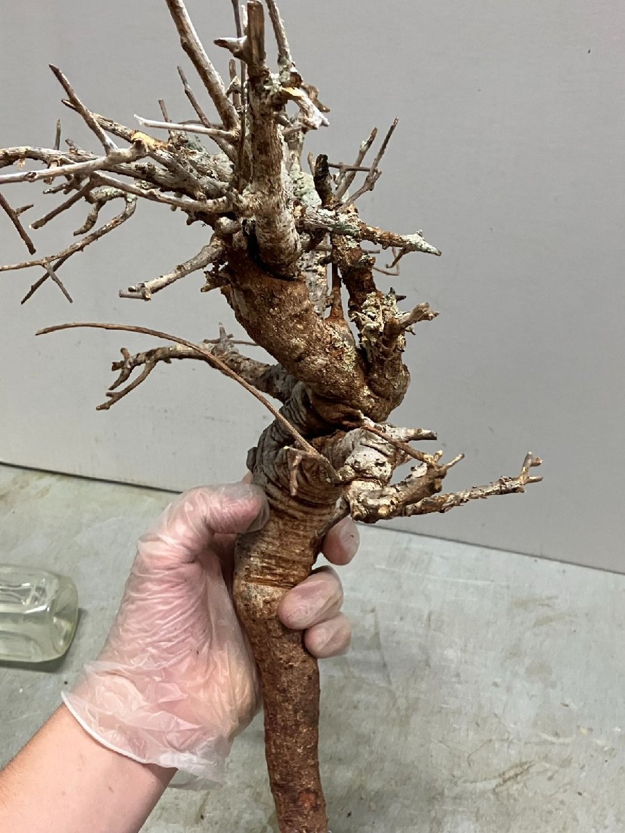 モ6926 「塊根植物」ボスウェリア ネグレクタ 抜き苗【9/28最新到着