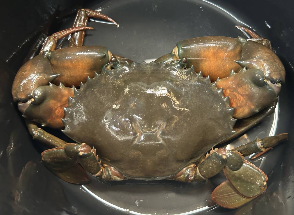 [大サイズ]極上の活き蟹！　オス　６８０グラム　どうまんがに　活き　アカテノコギリガザミ　１匹　ドウマンガニ　激安　