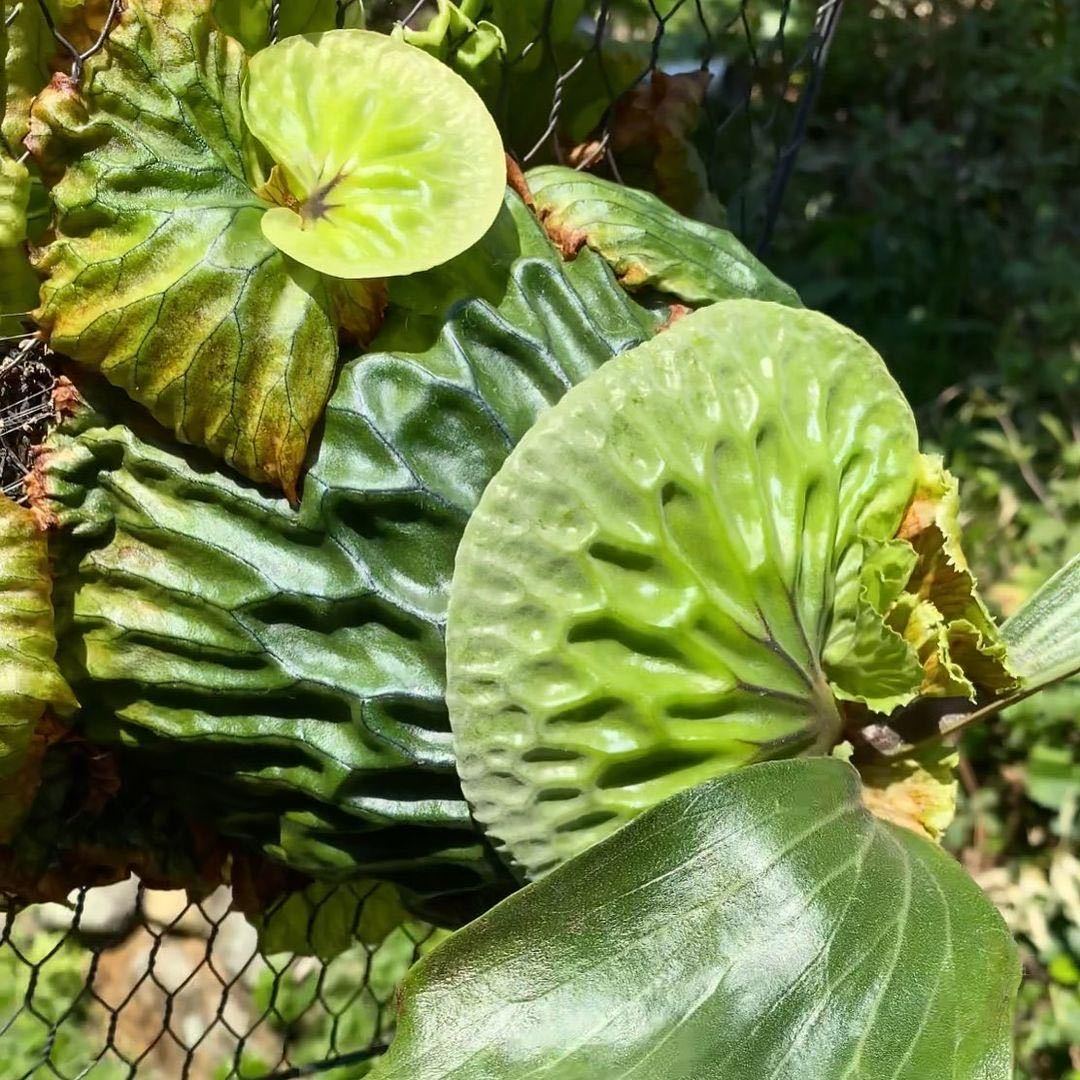 【backplain77】子株付き P. madagascariense　マダガスカリエンセ　コウモリラン Platycerium 麋角羊歯 こうもりらん 観葉植物 