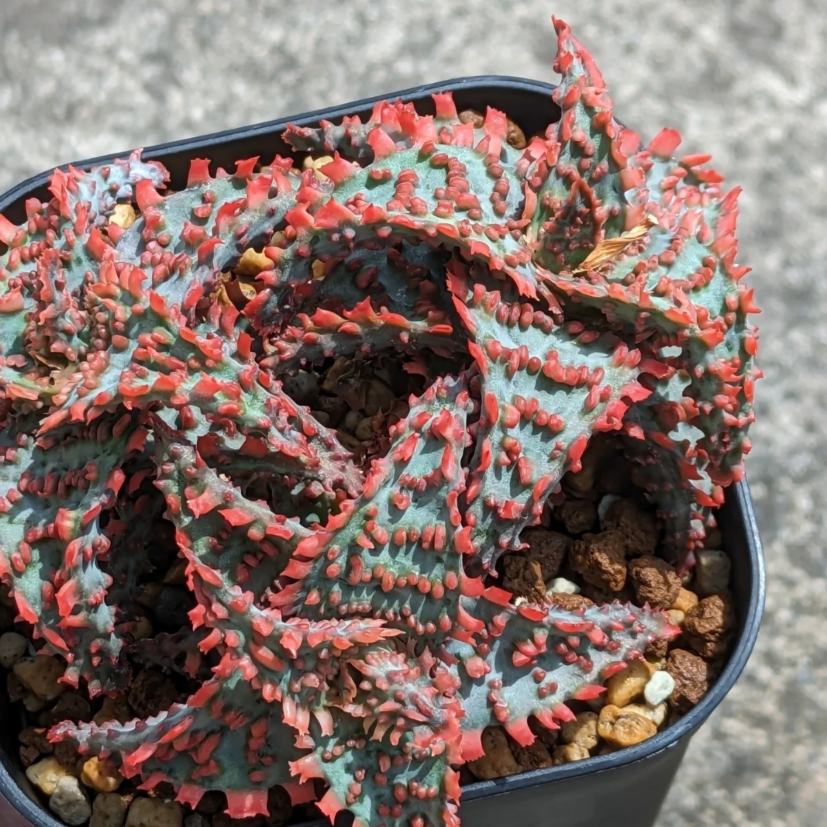 アロエ ハイブリッド Aloe hybrid 第四種 観葉植物 | 子株 多肉植物