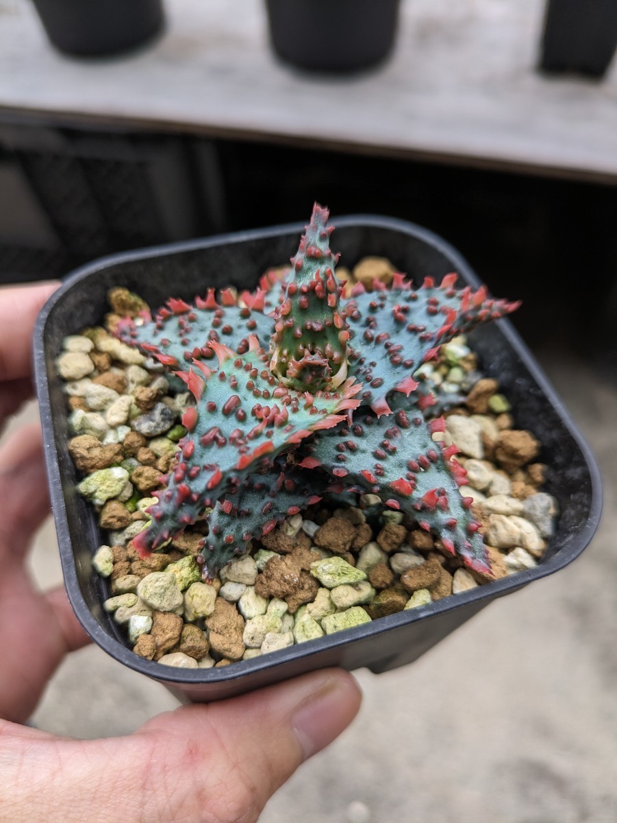 アロエ ハイブリッド Aloe hybrid 第四種 観葉植物 | 子株 多肉植物