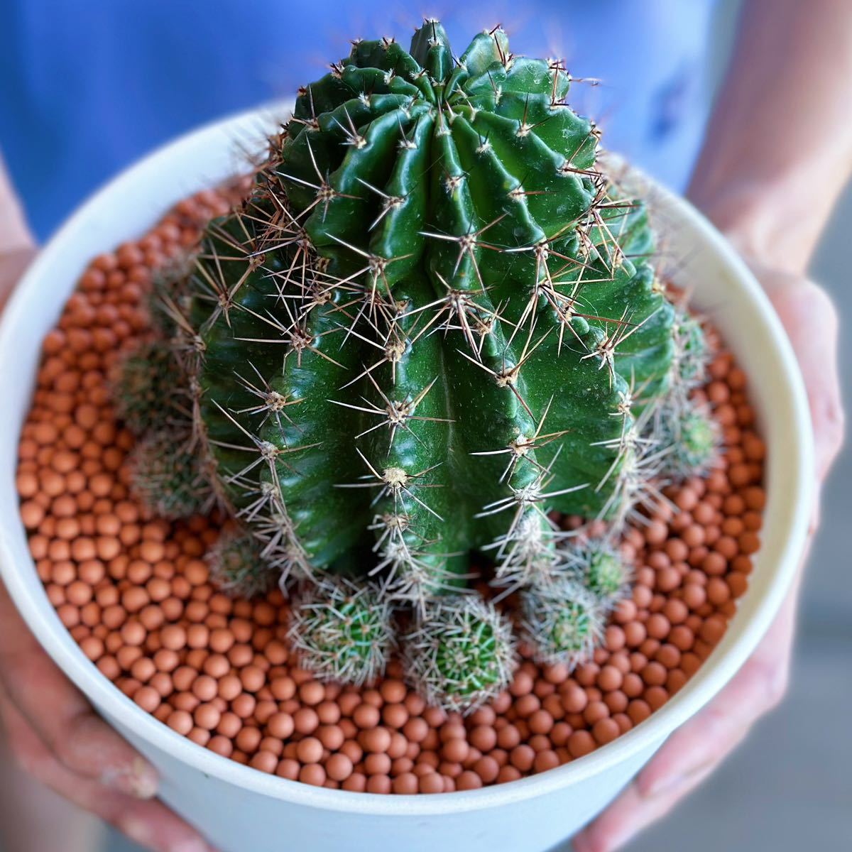 多肉植物 - Yahoo!オークション 大輪花サボテン ニューピンク イカルス 