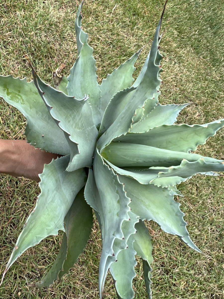 農園直送限定】希少 特大サイズ AGAVE アガベ オバティフォリア 
