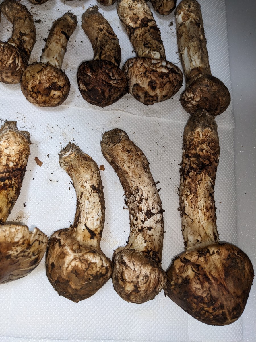 岩手県産松茸 100g 1061グラム マツタケ 松茸 岩手県産 10月10日