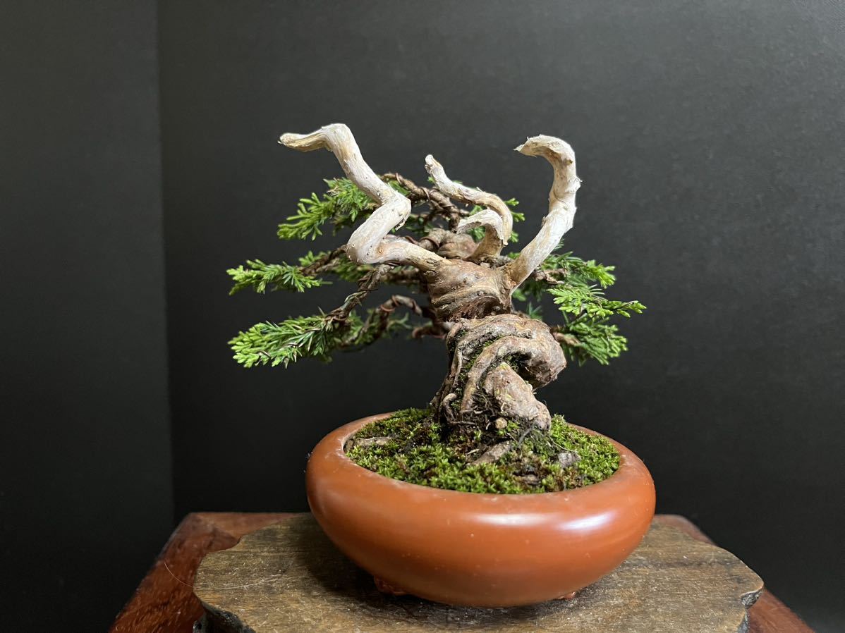 真柏盆栽 糸魚川真柏 捻転シャリ幹 小品盆栽 ミニ盆栽 樹高天ジン 【