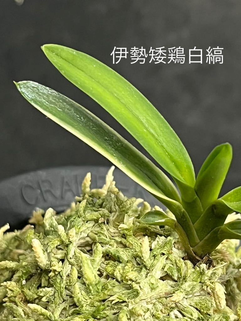 【至宝の逸品】富貴蘭　伊勢矮鶏白黄縞（門外不出で作られていたオリジナル品） 至宝の逸品】富貴蘭 伊勢矮鶏白黄縞（門外不出で作られ