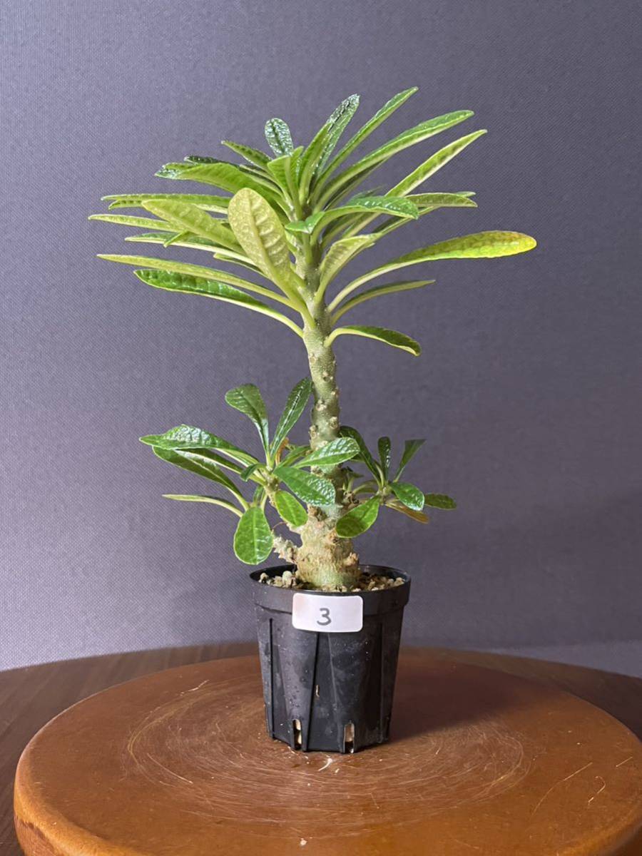 《実生》ドルステニア ギガス NO.3 Dorstenia gigas(検 グラキリス パキプス パキポディウム カタフ コミフォラ