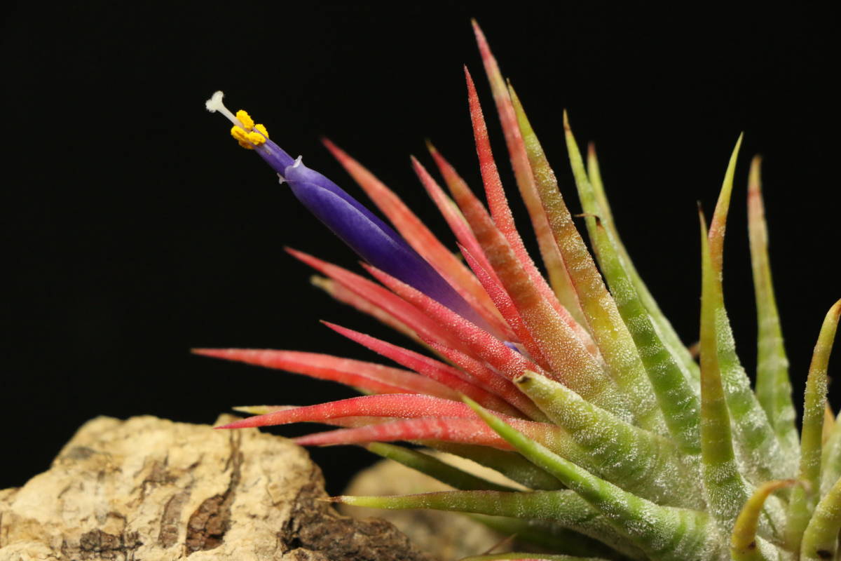 訳ありイオナンタ メキシカンゼブラ 【イベント告知】 イオナンタ