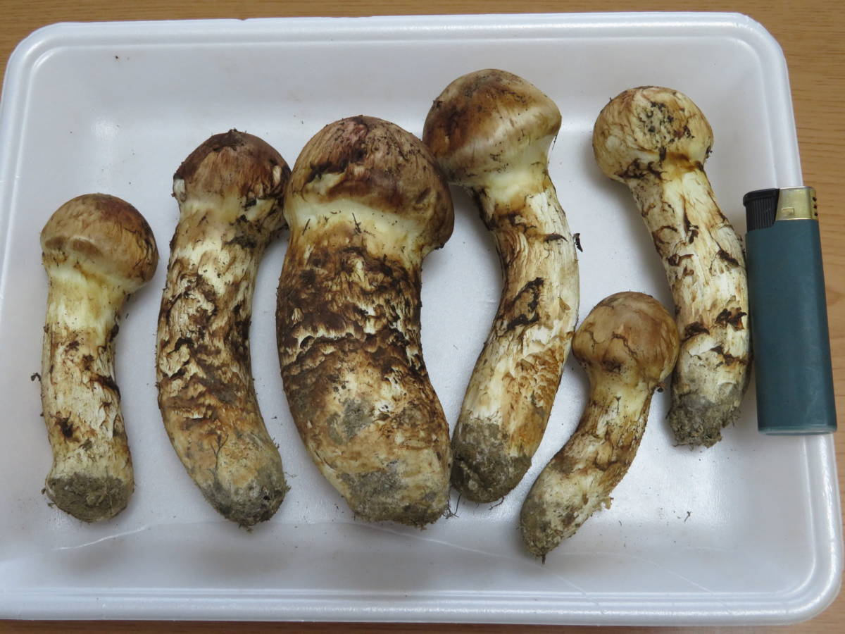北海道産 松茸マツタケ 266g No1
