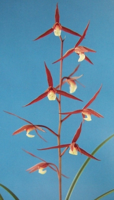 M-５４８★阿波寒蘭：登録種・紅英