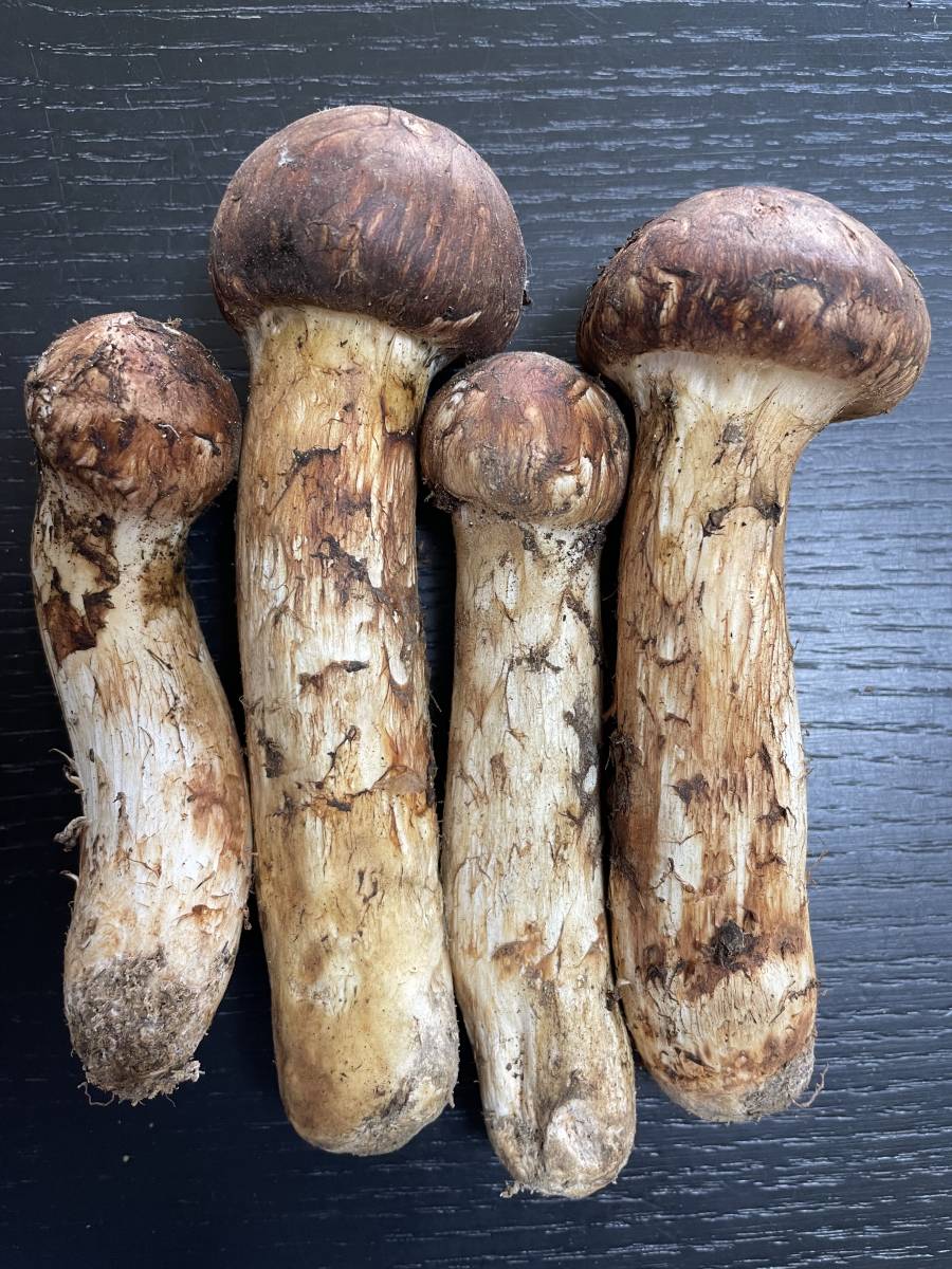 特選松茸 中坪 岩手県産 165g 4本