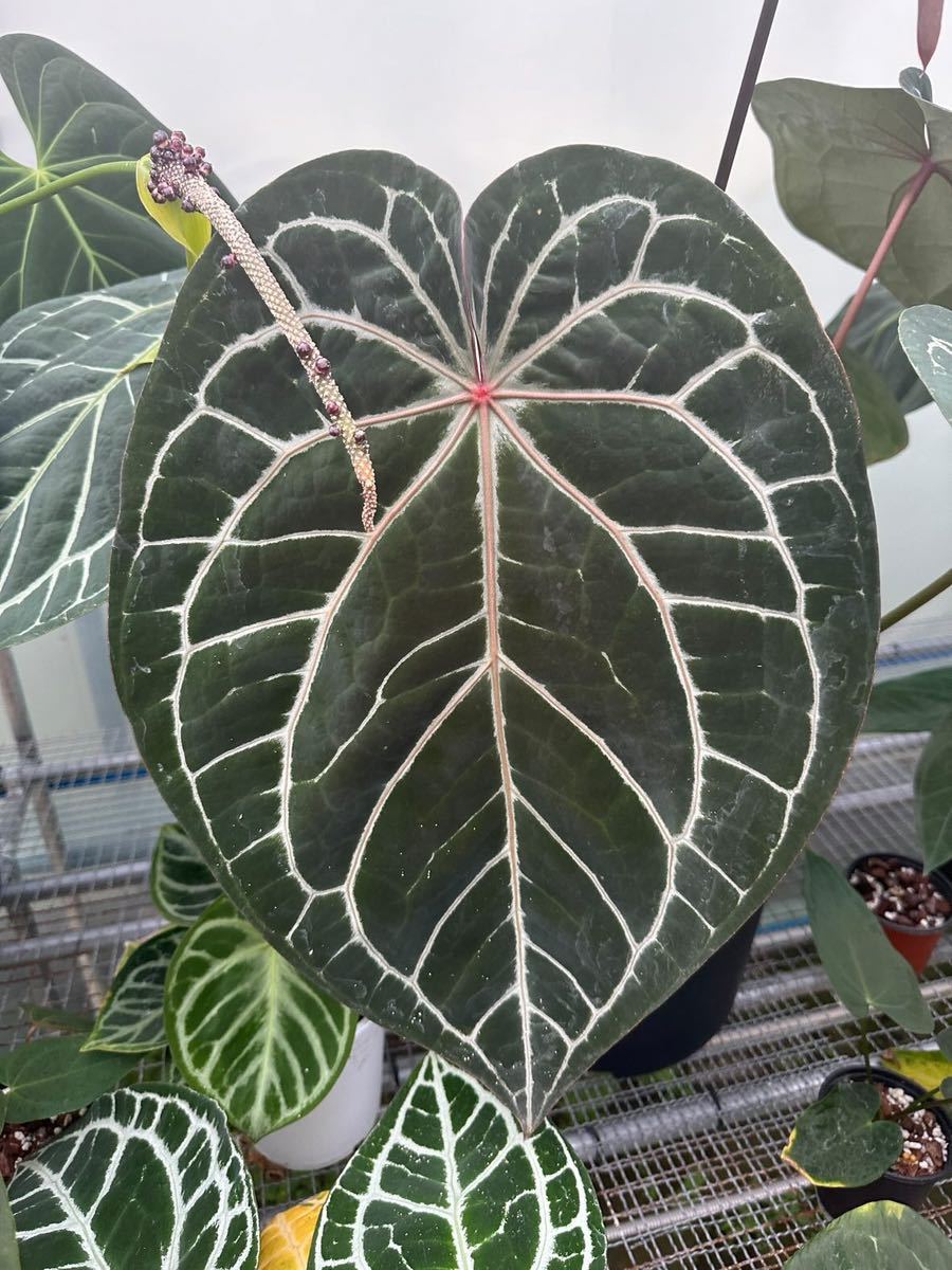 Anthurium Redcrystallinum NSE self アンスリウムレッドクリスタ 