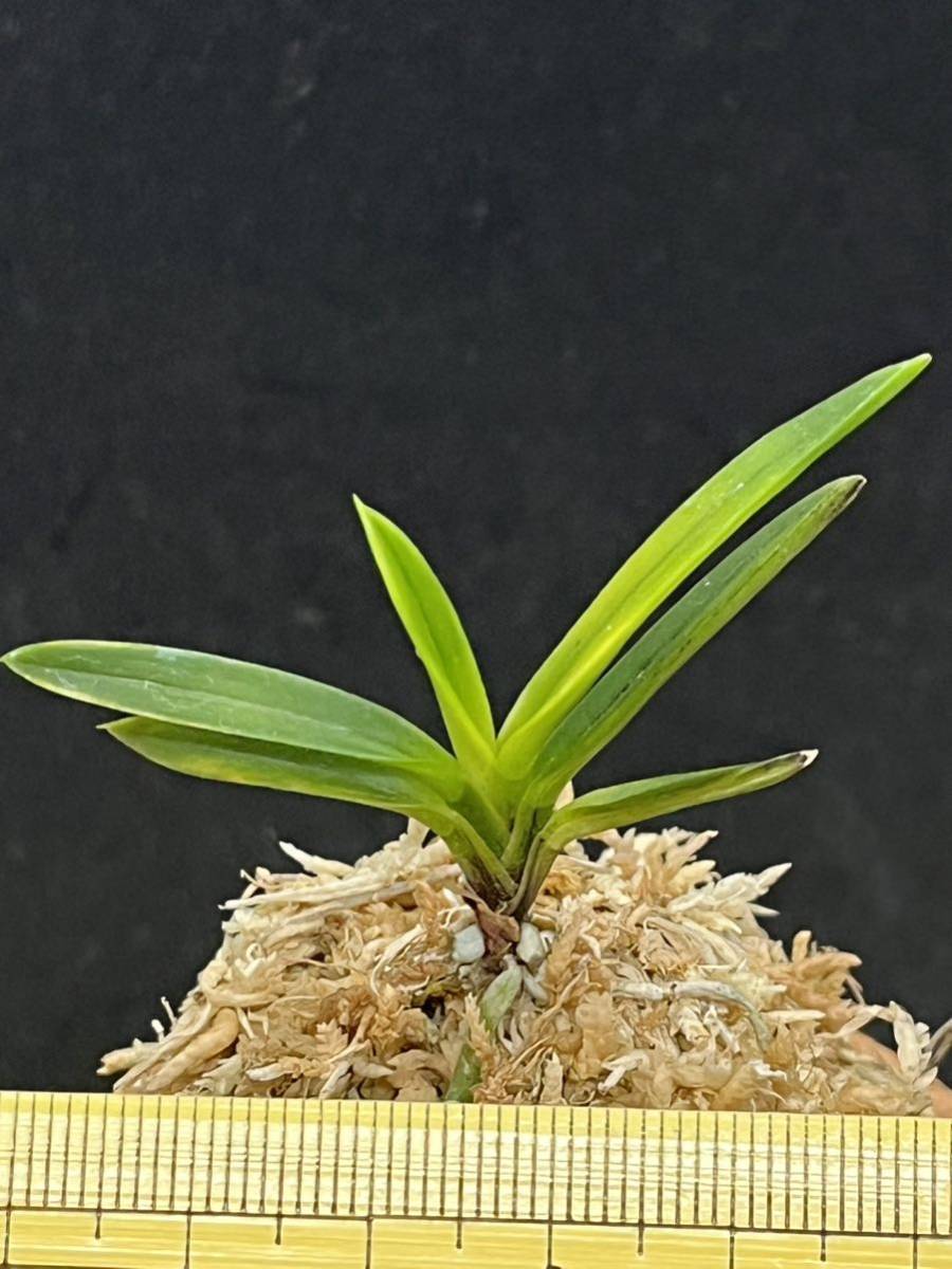 富貴蘭 金牡丹白縞② 富貴蘭 「金牡丹(白縞系)」小木 鉢植え