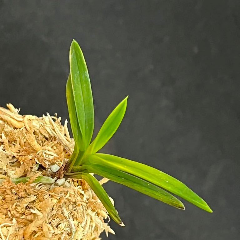 富貴蘭 金牡丹白縞② 富貴蘭 「金牡丹(白縞系)」小木 鉢植え