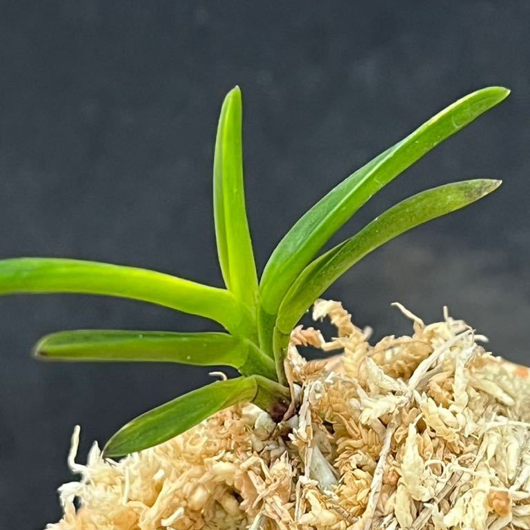 富貴蘭 金牡丹白縞② 富貴蘭 「金牡丹(白縞系)」小木 鉢植え