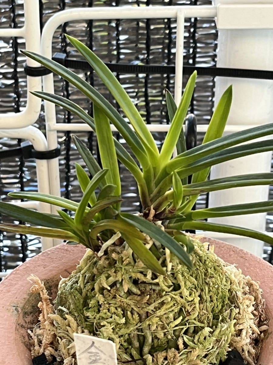 富貴蘭 金牡丹白縞② 富貴蘭 「金牡丹(白縞系)」小木 鉢植え