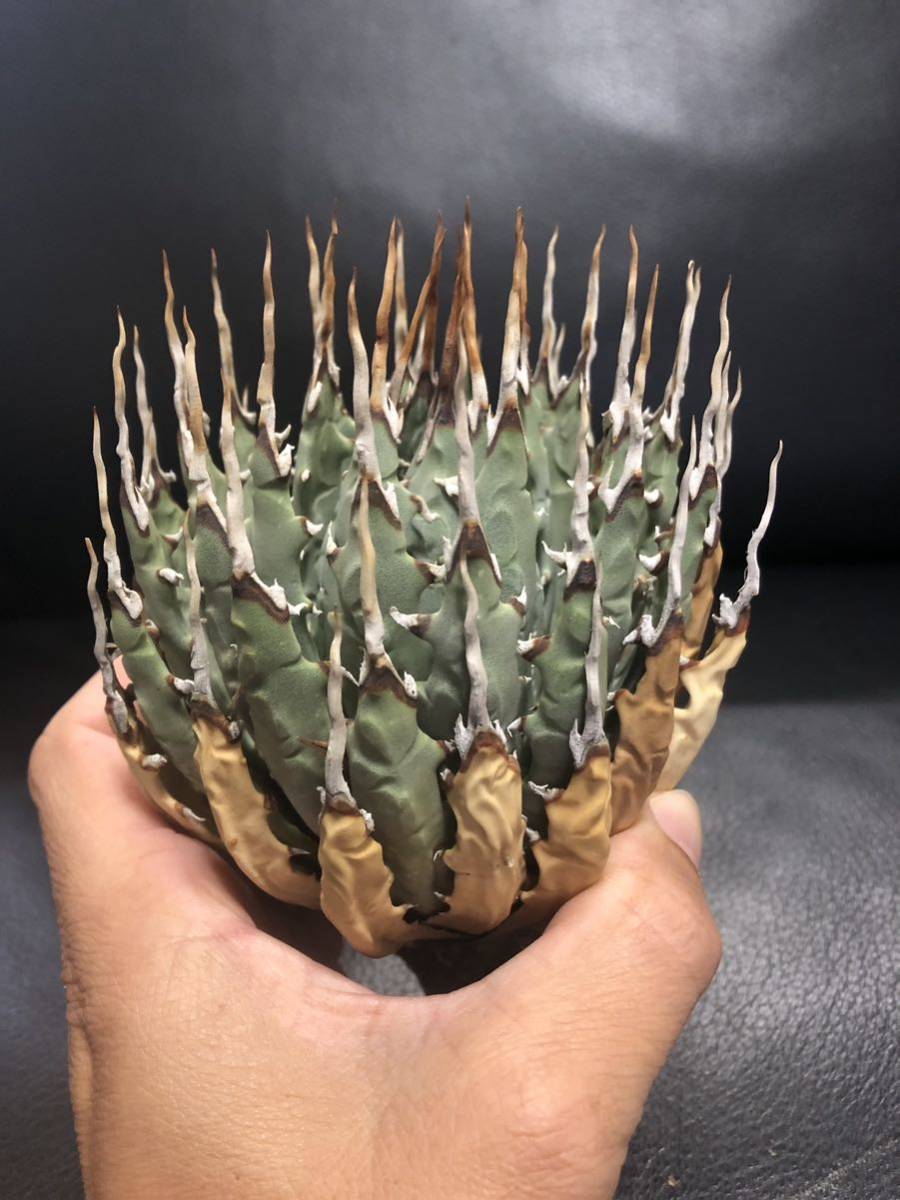 29 ユタエンシス エボリスピナ 現地株 ベアルート 陽炎 アガベ 12