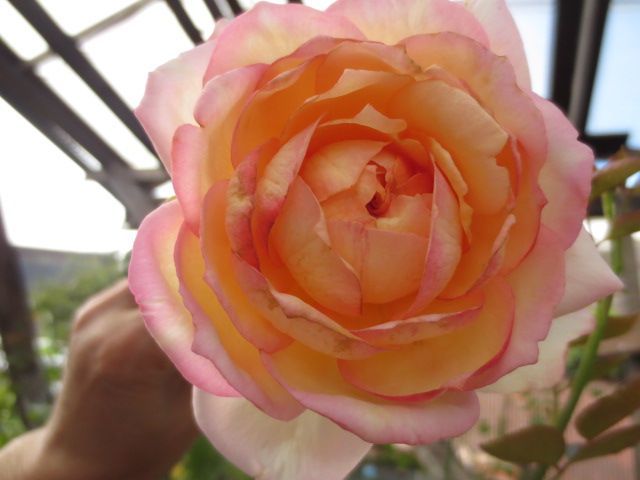 ＊希少イヴ切り花種・入手難＊＊ゴールデンイヴピアッチェ挿し木大苗・夏剪定施肥済み