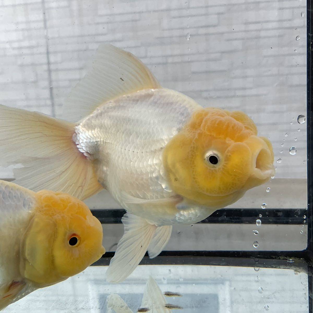 ジャンボオランダ獅子頭2 写真現物 白ジャンボオランダ獅子頭 二歳魚 雌雄5匹セット 17cm〜20cm