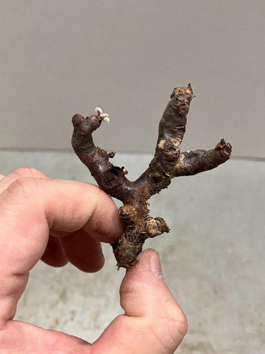 リ0821 「塊根植物」ペラルゴニウム ミラビレ 折れ枝抜き苗【Pelargonium mirabile・多肉植物・芽吹き】