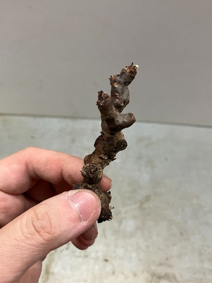 リ0821 「塊根植物」ペラルゴニウム ミラビレ 折れ枝抜き苗【Pelargonium mirabile・多肉植物・芽吹き】