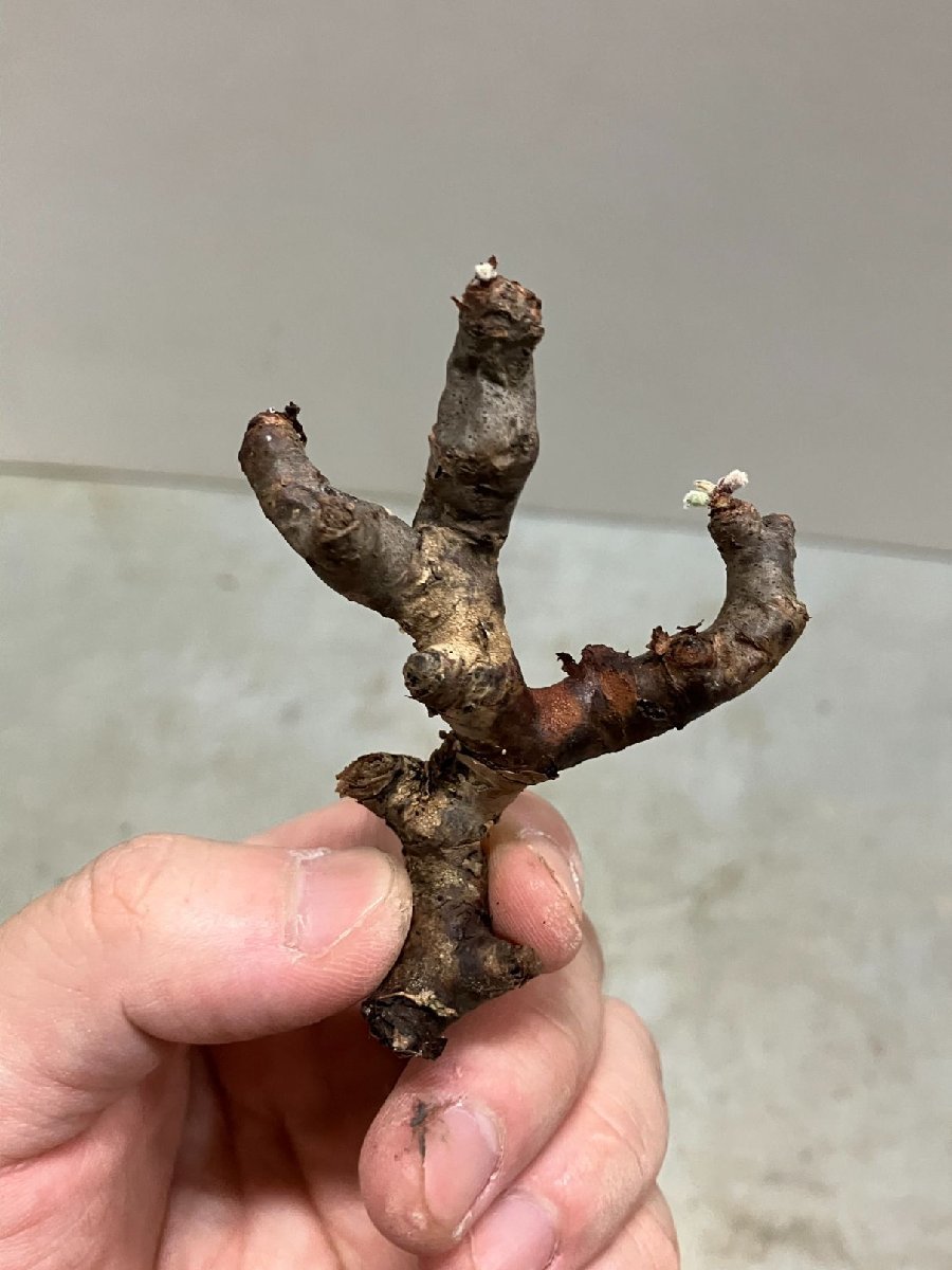 リ0821 「塊根植物」ペラルゴニウム ミラビレ 折れ枝抜き苗【Pelargonium mirabile・多肉植物・芽吹き】