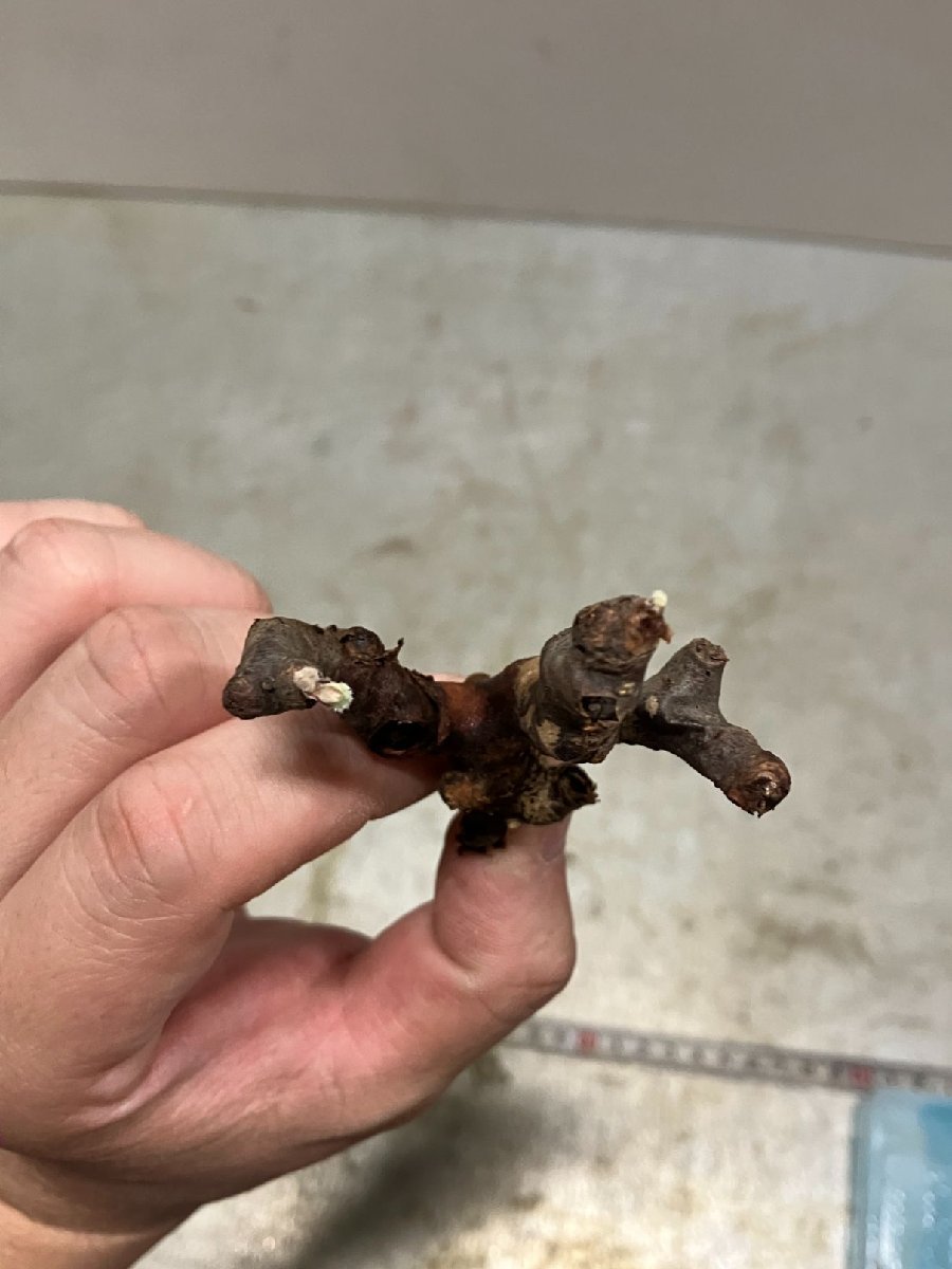 リ0821 「塊根植物」ペラルゴニウム ミラビレ 折れ枝抜き苗【Pelargonium mirabile・多肉植物・芽吹き】