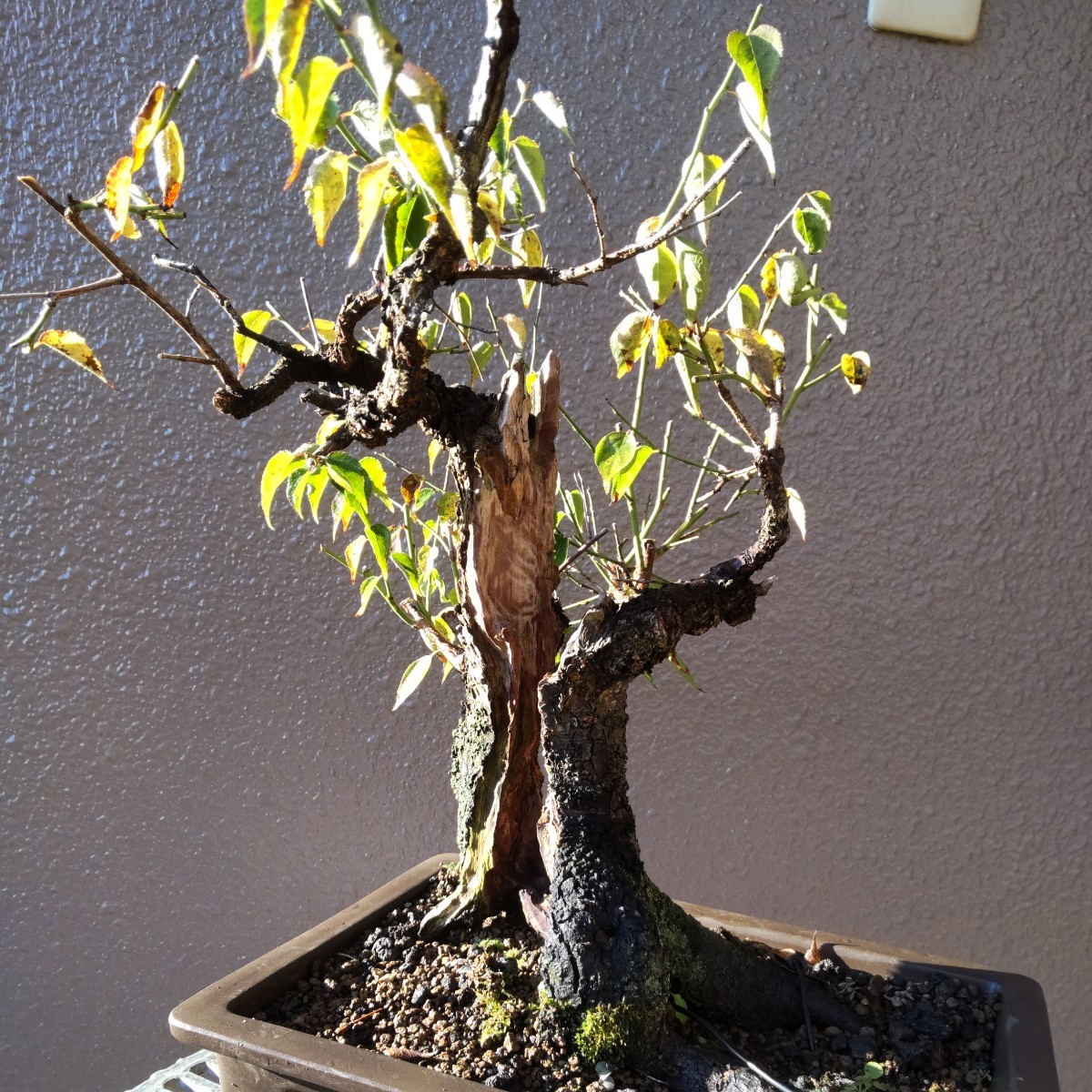 甲州野梅、中品山木