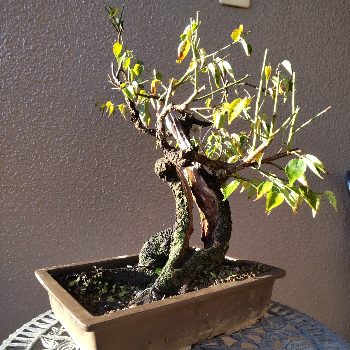 甲州野梅、中品山木