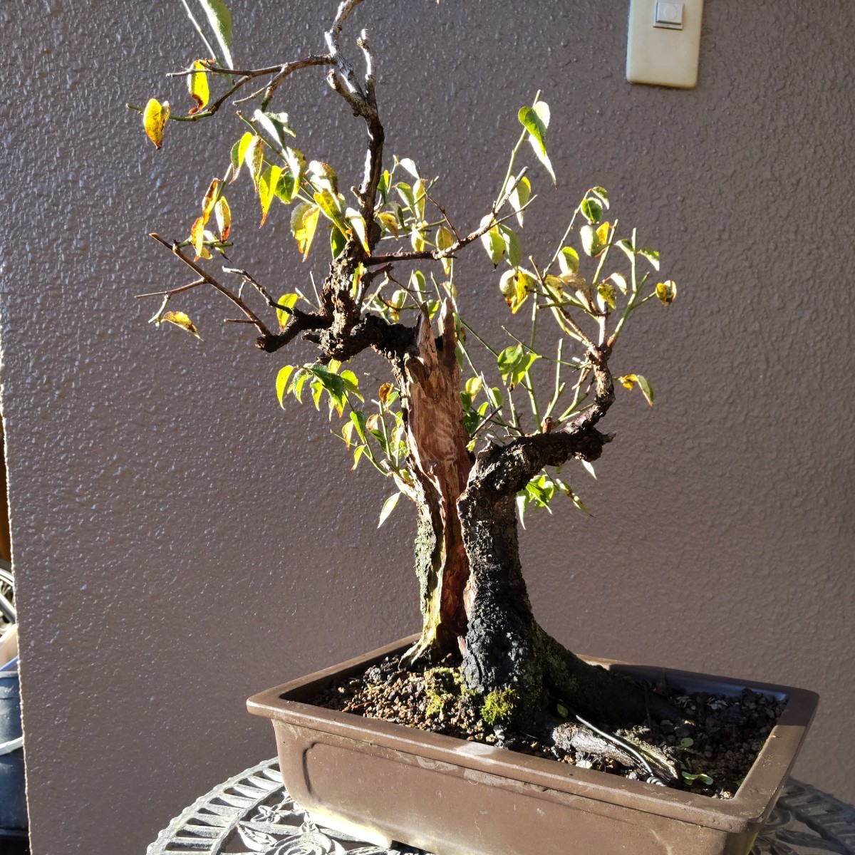 甲州野梅、中品山木